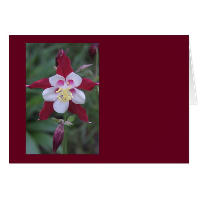 Columbine (Vorderseite (Horizontal))