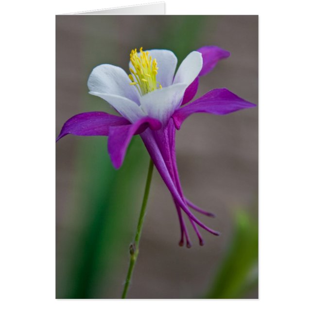 Columbine (Vorne)