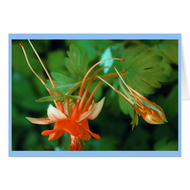 Columbine (Vorderseite (Horizontal))