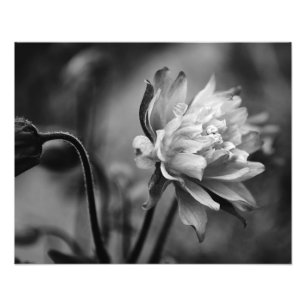 Columbine-Blume in Schwarzweiss Fotodruck