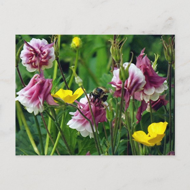 Columbine Postkarte (Vorderseite)