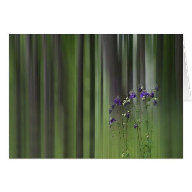 Columbine Spring (Vorderseite (Horizontal))