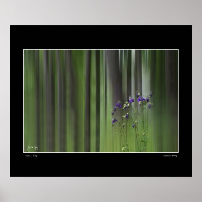 Columbine Spring Poster (Vorne)
