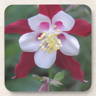 Columbine Untersetzer