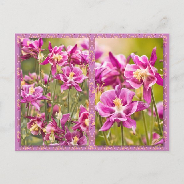 Columbines Diptych Postkarte (Vorderseite)