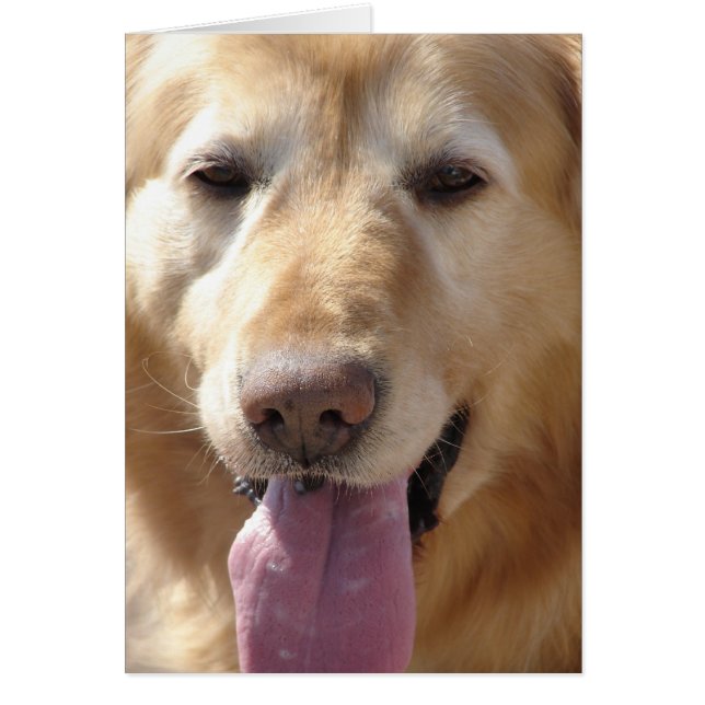 Comet the Golden (Vorne)