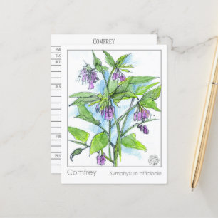 Comfrey Materia Medica Pflanze Card Postkarte