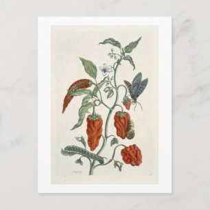 Comfrey, von 'A Curious Herbal', 1782 (Farbe eng Postkarte