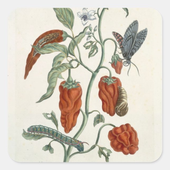 Comfrey, von 'A Curious Herbal', 1782 (Farbe eng Quadratischer Aufkleber (Vorderseite)