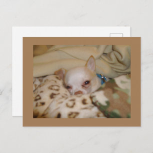 Comfy Chihuahua Postcard Postkarte
