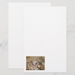 Comfy Chihuahua Stationery Briefpapier
