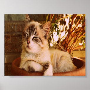 Comfy Sleepy Kitty Poster