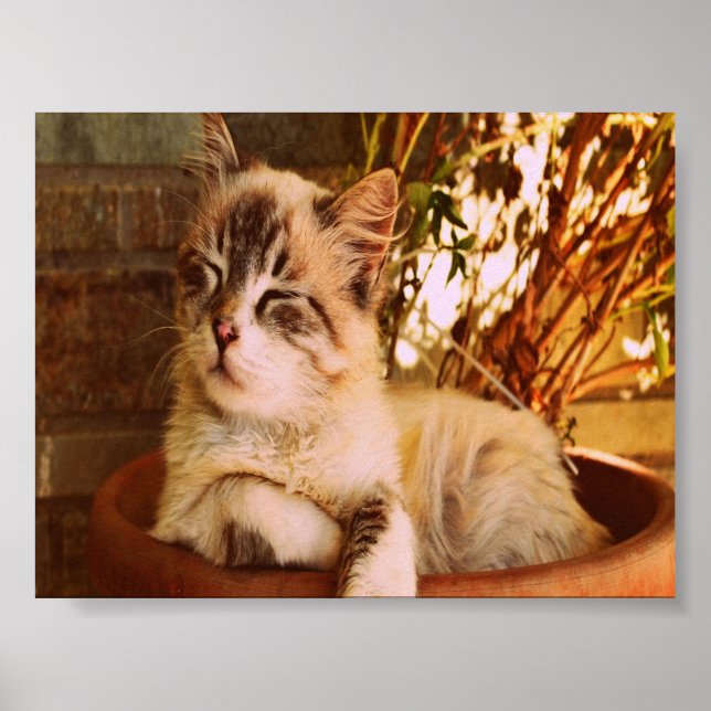 Comfy Sleepy Kitty Poster (Vorne)