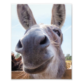 Comical Gray Smiling Donkey Fotodruck