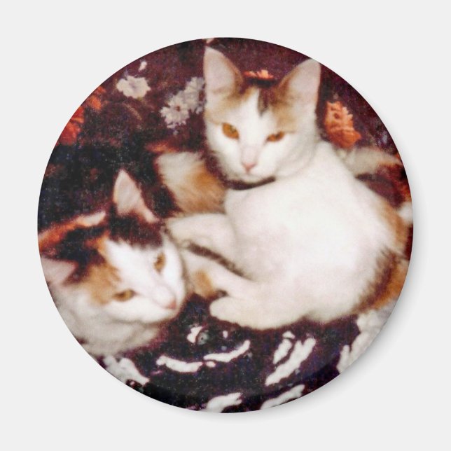 Comite Cats Magnet (Vorne)