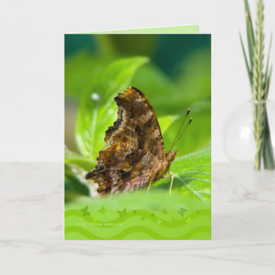 Comma Butterfly Karte