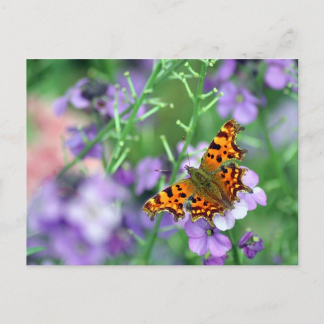 Comma Butterfly Postkarte (Vorderseite)