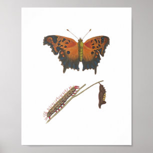 Comma Butterfly, Raupe & Chrysalis Vintag Poster