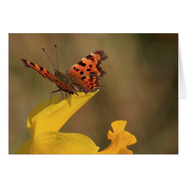 Comma Butterfly und Daffodil (Vorderseite (Horizontal))