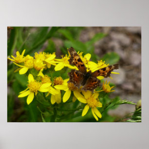 Comme Butterfly im Glacier-Nationalpark Poster