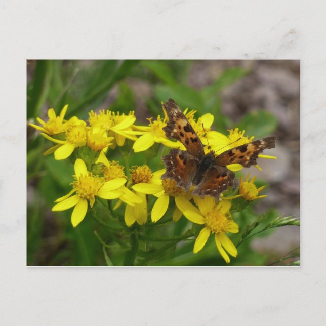 Comme Butterfly im Glacier-Nationalpark Postkarte (Vorderseite)