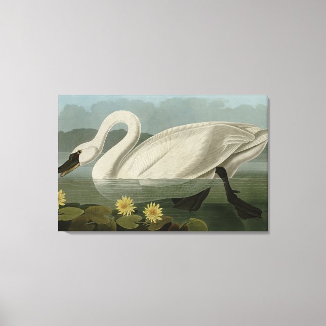 Common American Swan - Audubon's Birds of America Leinwanddruck (Vorderseite)