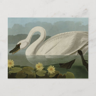 Common American Swan - Audubon's Birds of America Postkarte