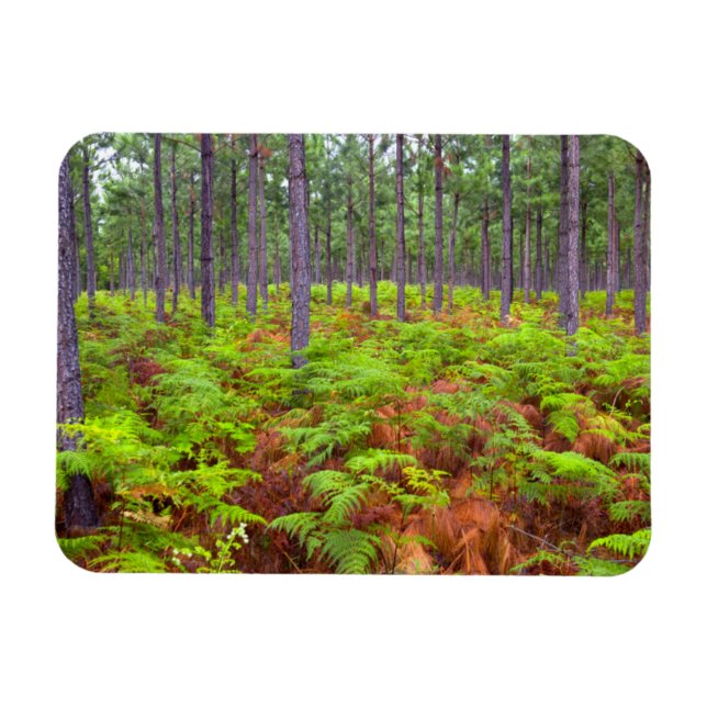 Common Bracken (Pteridium Aquilinum) Magnet (Horizontal)