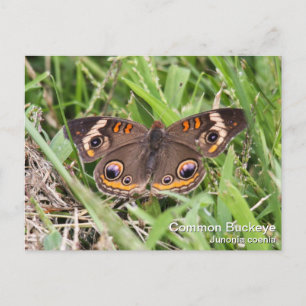 Common Buckeye Postkarte