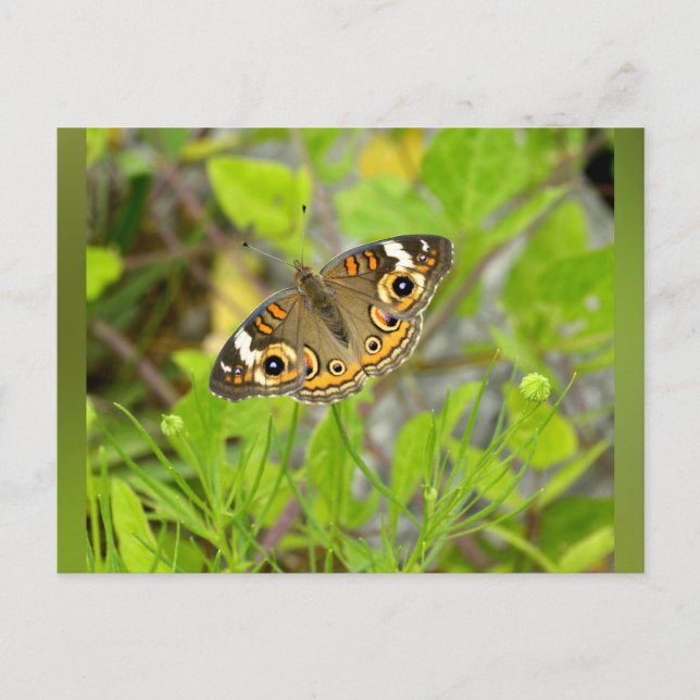 Common Buckeye Postkarte (Vorderseite)