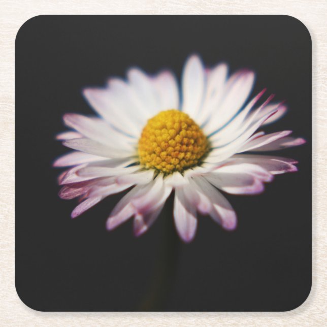 Common Daisy Küstenercna Rechteckiger Pappuntersetzer (Vorderseite)