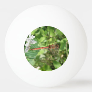 Common Darter Dragonfly Pong Ball Tischtennisball