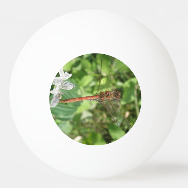 Common Darter Dragonfly Pong Ball Tischtennisball (Vorderseite)