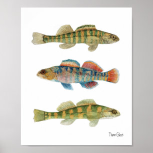 Common Freshwater Darters Poster