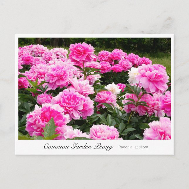 Common Garden Peony Postkarte (Vorderseite)