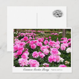 Common Garden Peony Postkarte