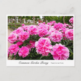 Common Garden Peony Postkarte