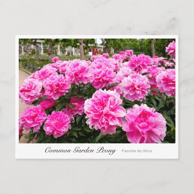 Common Garden Peony Postkarte (Vorderseite)