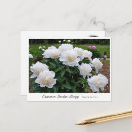 Common Garden Peony Postkarte