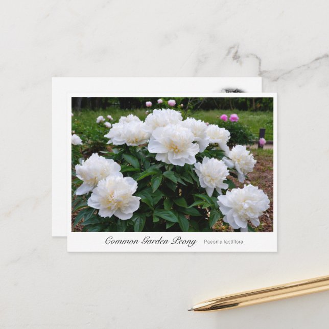 Common Garden Peony Postkarte (Vorderseite/Rückseite Beispiel)