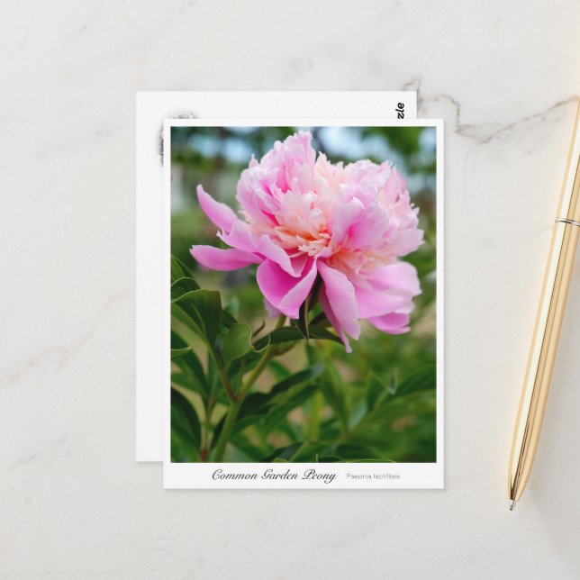 Common Garden Peony Postkarte (Vorderseite/Rückseite Beispiel)