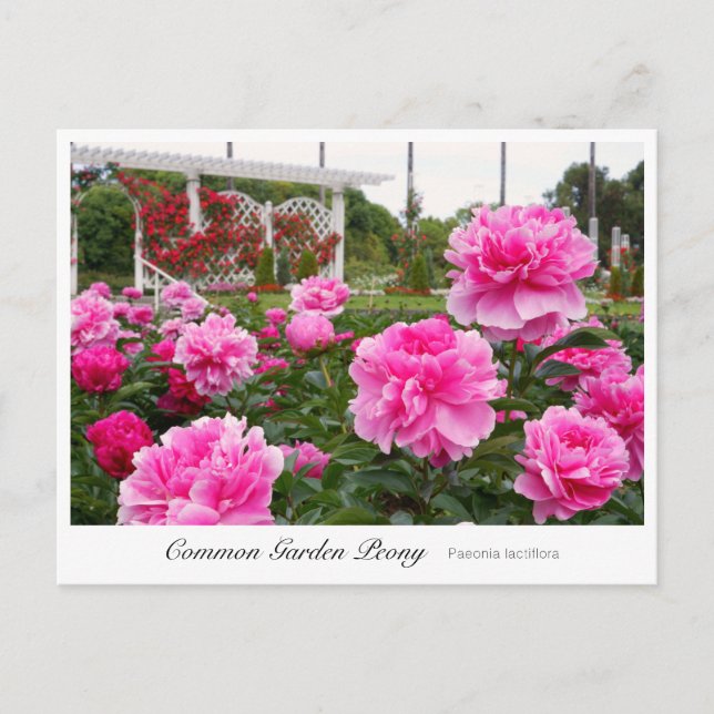 Common Garden Peony Postkarte (Vorderseite)