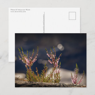 Common Heather Nature Photo Postkarte