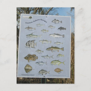 common inshore coastal fish of Georgia's Postkarte