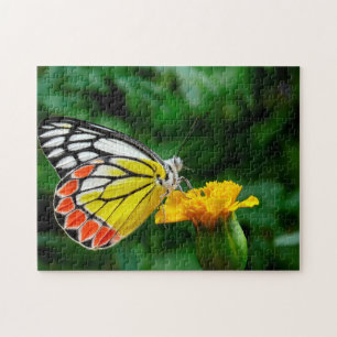 Common Jezebel Butterfly. Puzzle