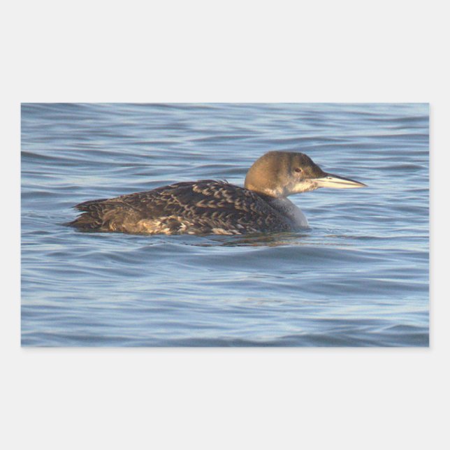 Common Loon Bird Stickers (Vorderseite)