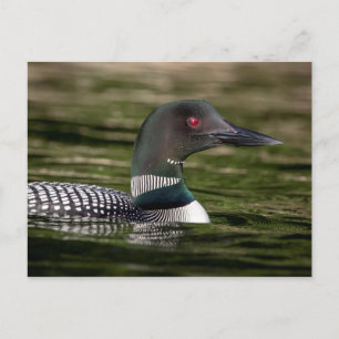 Common Loon on Jabe Pond Postkarte
