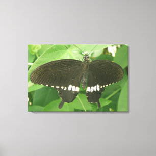 Common Mormon Butterfly Canvas Print Leinwanddruck