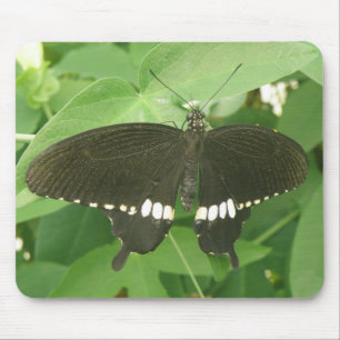 Common Mormon Butterfly Mousepad