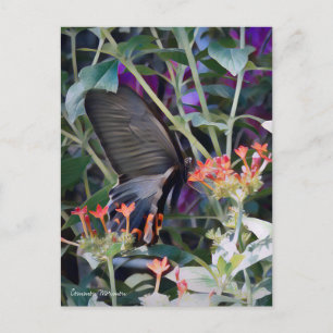 Common Mormon: Postkarte